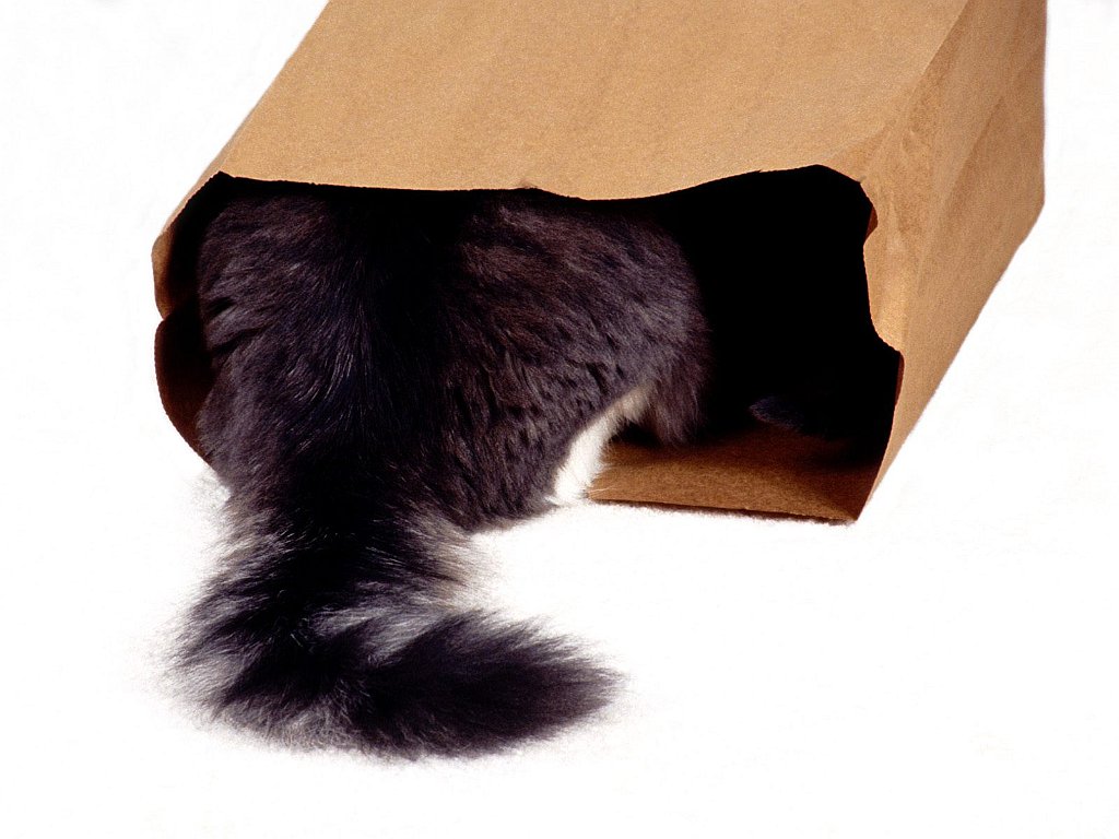 It's in the Bag